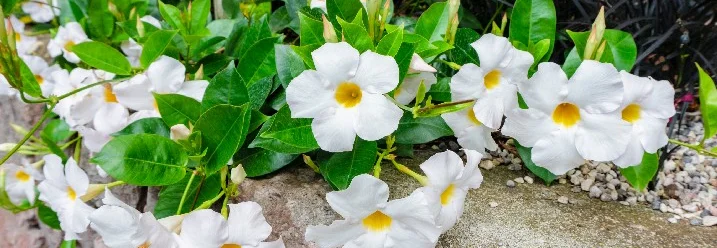 Weiße Blüten ranken über eine Steinmauer.